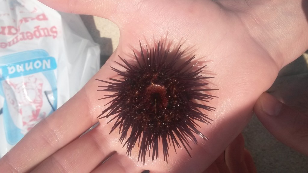 sardinien seeigel |sardegna riccio di mare