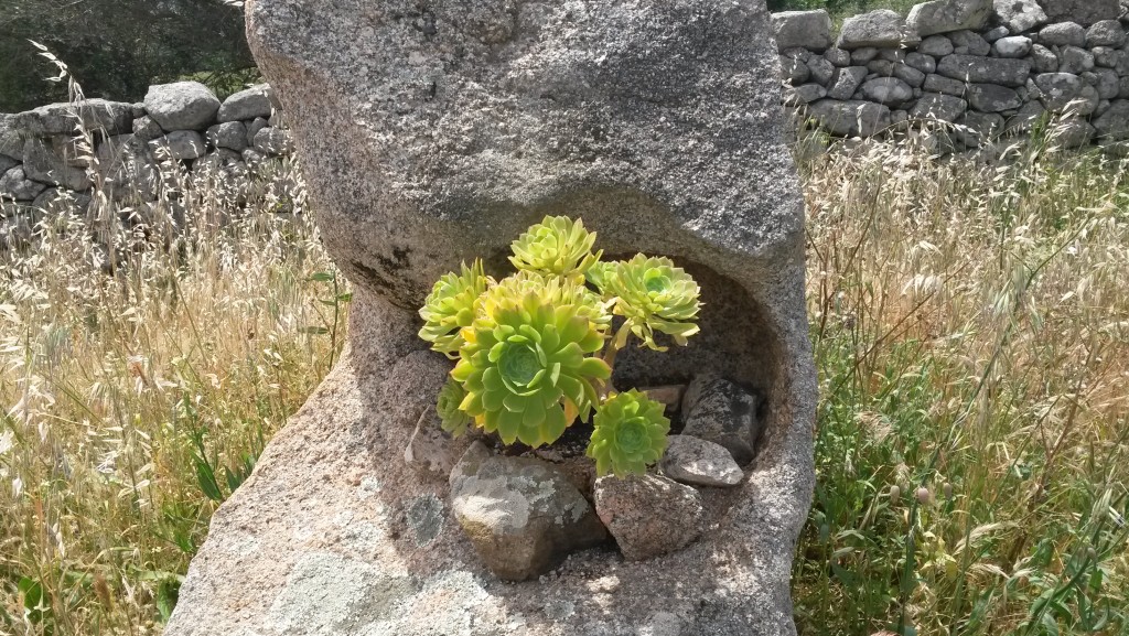 sardinien flora | sardegna flora